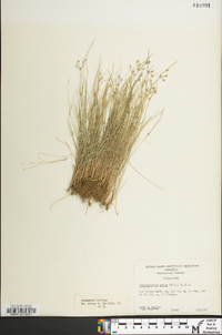 Fimbristylis annua image