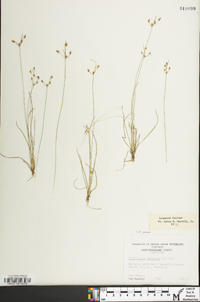 Fimbristylis annua image