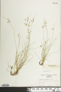 Fimbristylis annua image