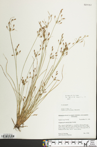 Fimbristylis annua image