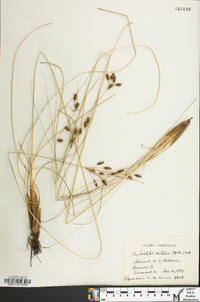 Fimbristylis castanea image