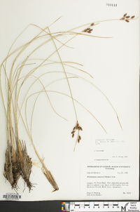 Fimbristylis castanea image