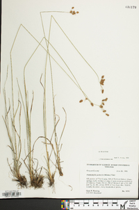 Fimbristylis puberula image