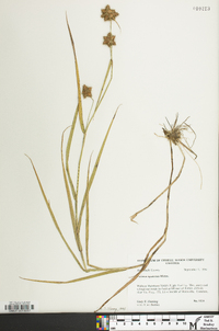 Fuirena squarrosa image