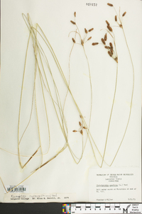 Fimbristylis castanea image