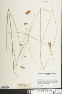 Rhynchospora alba image