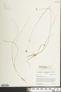 Rhynchospora alba image