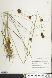 Rhynchospora cephalantha image