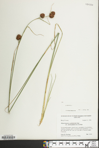 Rhynchospora cephalantha image