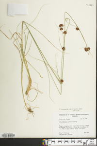 Rhynchospora cephalantha image