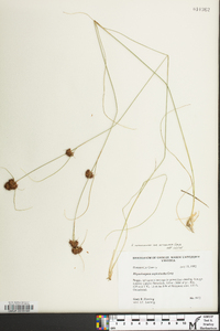 Rhynchospora cephalantha image