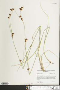 Rhynchospora capitellata image