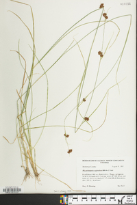 Rhynchospora capitellata image