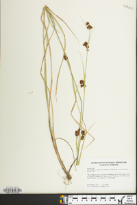 Rhynchospora capitellata image