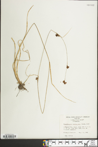 Rhynchospora capitellata image