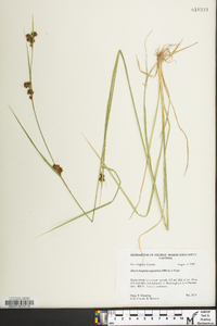 Rhynchospora capitellata image