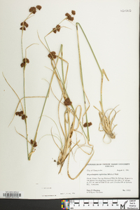 Rhynchospora capitellata image