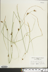 Rhynchospora capitellata image