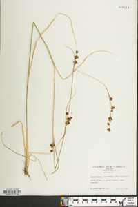 Rhynchospora capitellata image