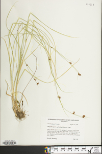 Rhynchospora capitellata image