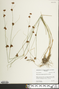 Rhynchospora chalarocephala image