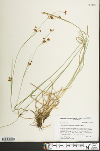 Rhynchospora recognita image