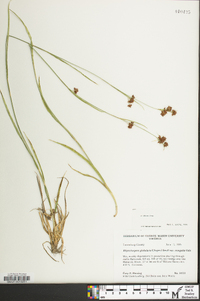 Rhynchospora recognita image