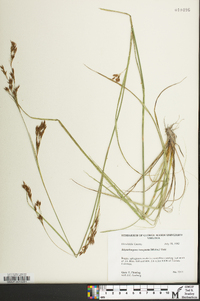 Rhynchospora inexpansa image
