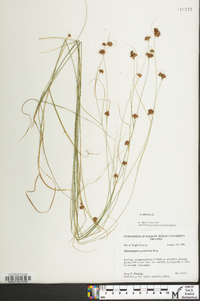 Rhynchospora gracilenta image