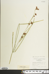 Rhynchospora glomerata image