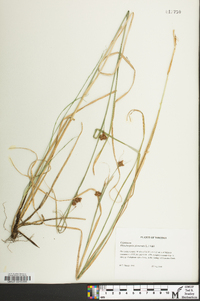 Rhynchospora glomerata image