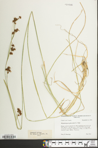 Rhynchospora glomerata image