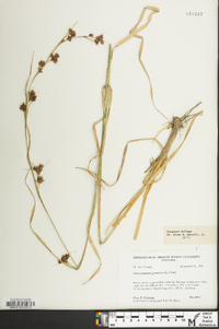 Rhynchospora glomerata image