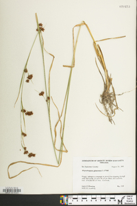 Rhynchospora glomerata image