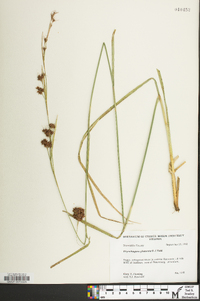 Rhynchospora glomerata image