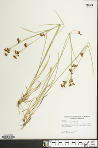 Rhynchospora recognita image