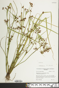 Rhynchospora scirpoides image