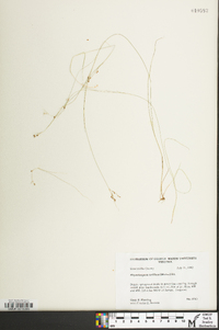 Rhynchospora rariflora image