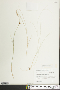 Rhynchospora rariflora image