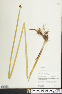 Schoenoplectus americanus image