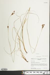 Rhynchospora torreyana image