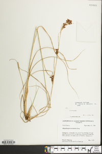 Rhynchospora torreyana image