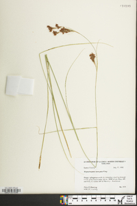 Rhynchospora torreyana image