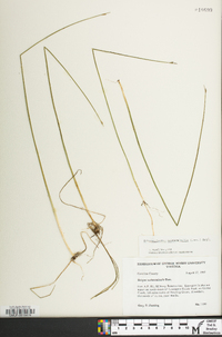 Schoenoplectus subterminalis image