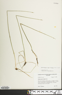 Schoenoplectus subterminalis image