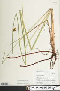 Schoenoplectus torreyi image