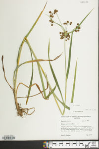 Scirpus hattorianus image