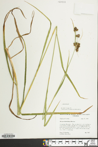 Scirpus hattorianus image