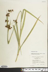 Scirpus georgianus image