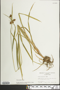 Scirpus georgianus image